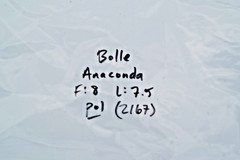 Bolle Anaconda 10338 Sunglasses Full Rim Rectangular Wrap Polarized Lens Outdoor